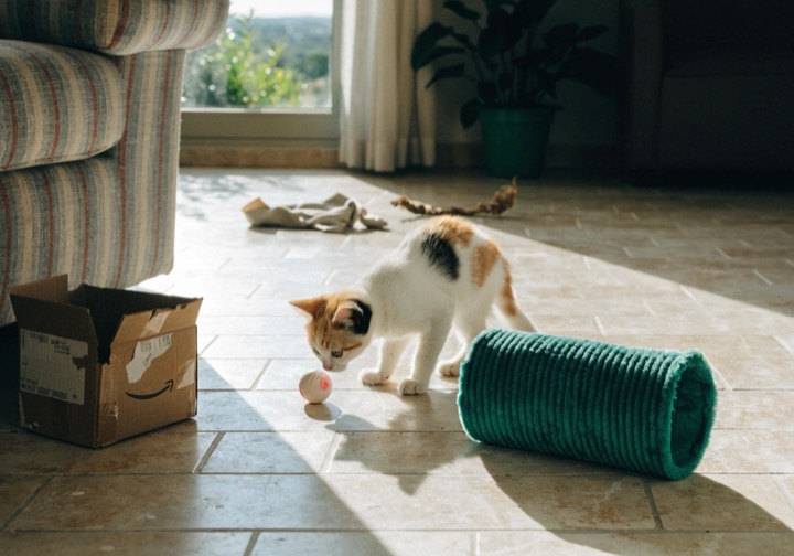 Comment occuper un chat qui s’ennuie à la maison ?