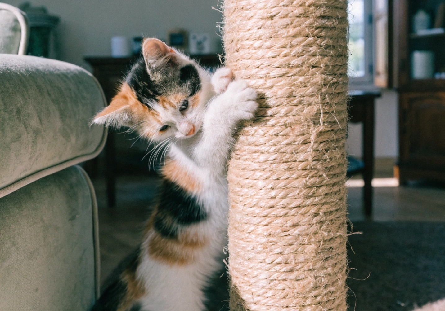 Quel griffoir convient vraiment à mon chat ? FAITES LE TEST