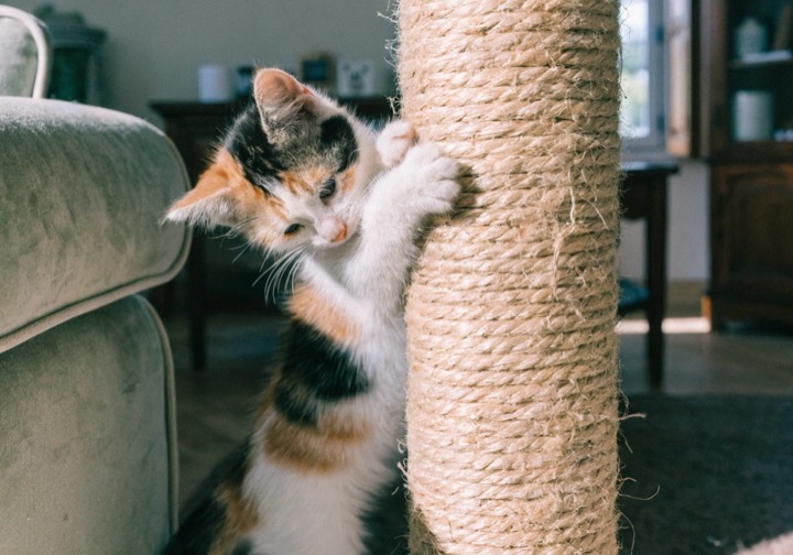 Quel griffoir convient vraiment à mon chat ? FAITES LE TEST