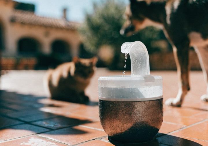 Quelle fontaine convient à mon chat ? FAITES LE TEST