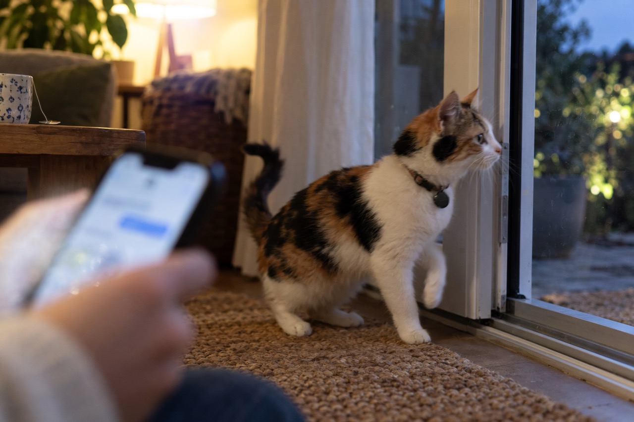 Quel traceur choisir pour son chat ? GPS, réseau ou Bluetooth ? FAITES LE TEST